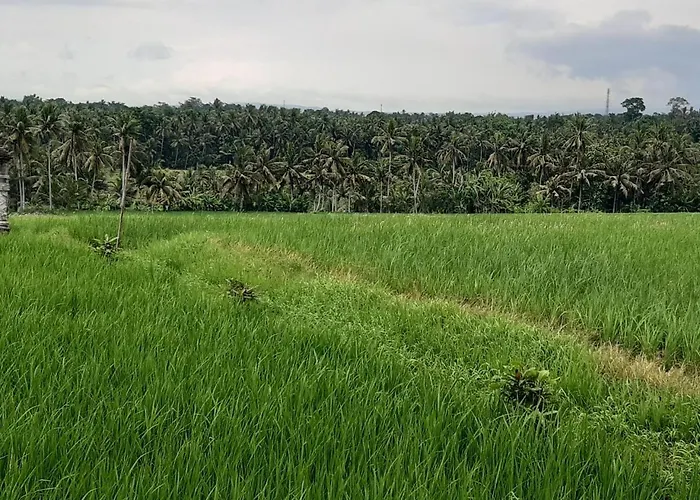 The Carik Tabanan (Bali)